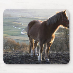 Derbyshire England Musmatta
