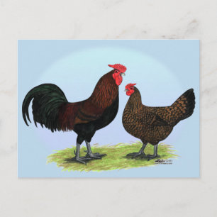 Derbyshire Redcap Fowl Vykort
