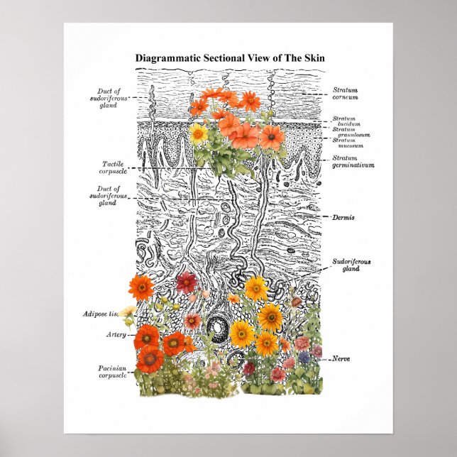 Dermatologi Skin Anatomy Art med information om Bl Poster (Framsidan)