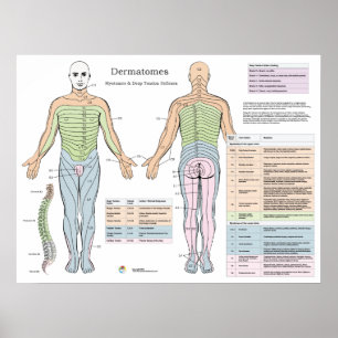 Dermatom Myotom Djupt senor Reflexer Poster
