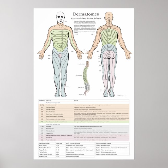 Dermatom, Myotomes och DTR Poster (Framsidan)