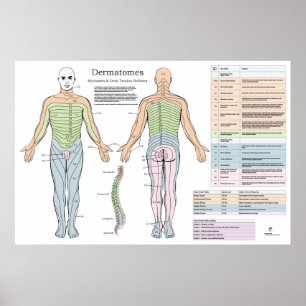 Dermatom Myotomes Reflexes Poster kiropraktik