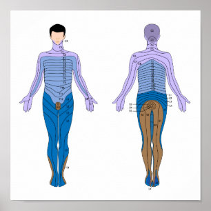 Dermatome-diagram Poster
