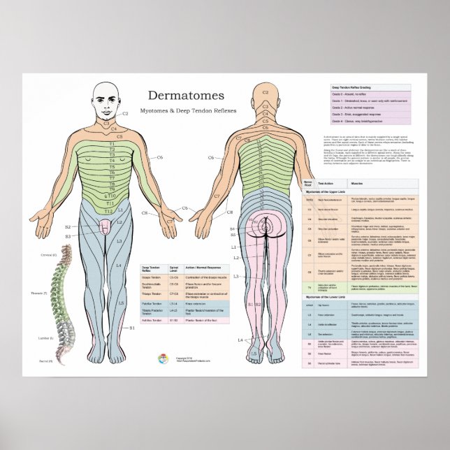 Dermatomes Myotomes Deep tendon Reflexes Poster (Framsidan)