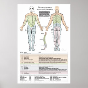 Dermatomes, Myotomes och DTR-affisch Poster