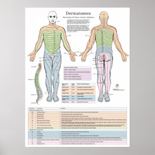 Dermatomes Myotomes och DTR Poster kiropraktik