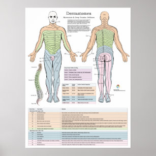 Dermatomes Myotomes och DTR Poster kiropraktik