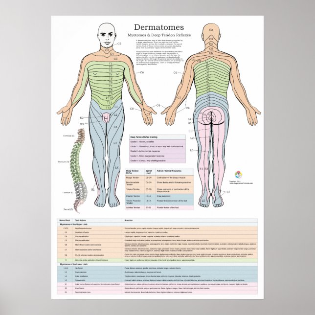 Dermatomes Myotomes och DTR Poster kiropraktik (Framsidan)