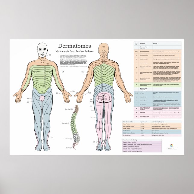 Dermatomes Myotomes Reflexes Poster kiropraktik (Framsidan)