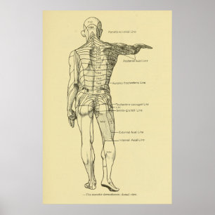 Dermatomes Nervous System Chart Chiropraktic Poster