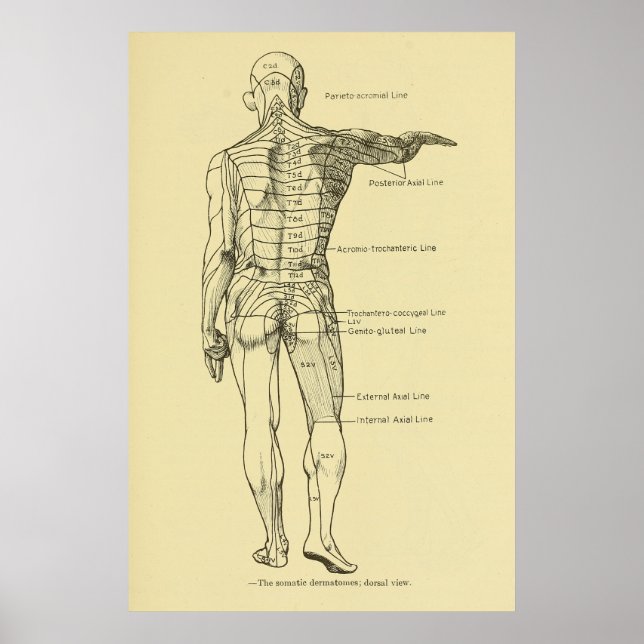 Dermatomes Nervous System Chart Chiropraktic Poster (Framsidan)
