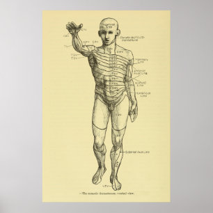 Dermatomes Nervous System Chart Chiropraktic Poster