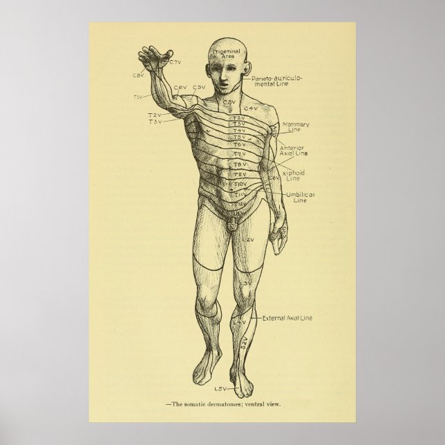 Dermatomes Nervous System Chart Chiropraktic Poster (Framsidan)