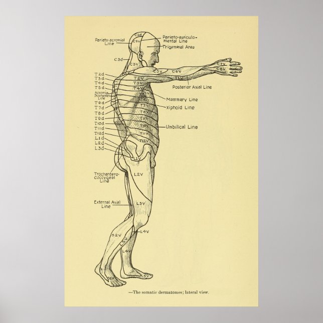 Dermatomes Nervous System Chart Chiropraktic Poster (Framsidan)