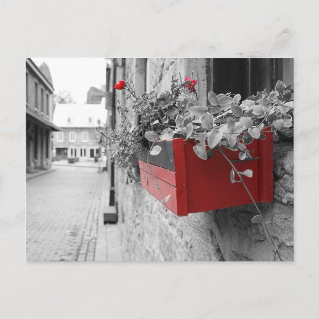 Des fleurs à Montréal Vykort (Framsida)