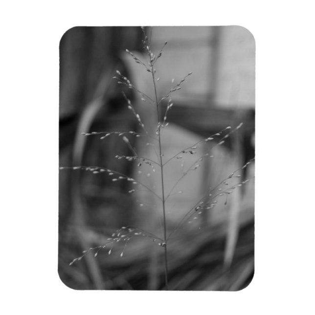 Deschampsia flexuosa magnet (Vertikal)