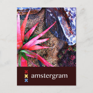 Desert Amsterdam Vykort