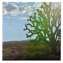 Desert Beauty