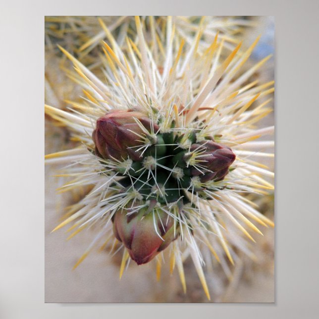 Desert Beauty Poster (Framsidan)