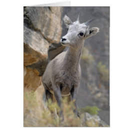 Desert Bighorn Ewe Hälsningskort