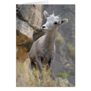 Desert Bighorn Ewe Hälsningskort
