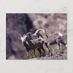 Desert bighorn Får (liten grupp) Vykort