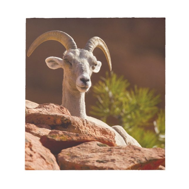 Desert Bighorn får (Ovis canadensis nelsoni). Anteckningsblock (Framsida)