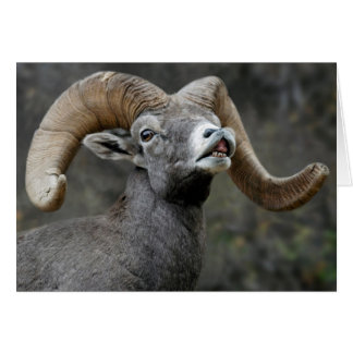 Desert Bighorn Ram Hälsningskort