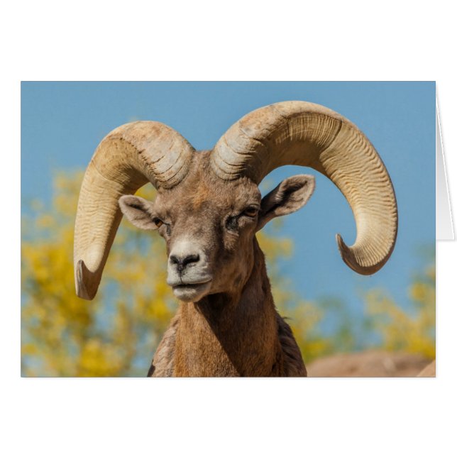 Desert Bighorn Ram Hälsningskort (Framsidan Horizontal)