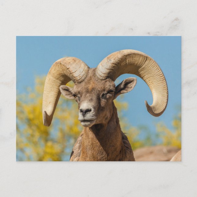 Desert Bighorn Ram Vykort (Framsida)