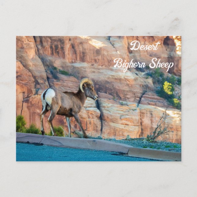 Desert Bighorn Sheep Vykort (Framsida)