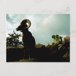 Desert Bighorn Sheep Vykort