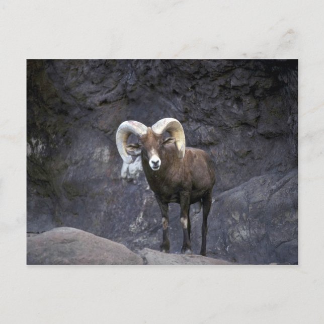 Desert bighorn (Vuxen ram) Vykort (Framsida)
