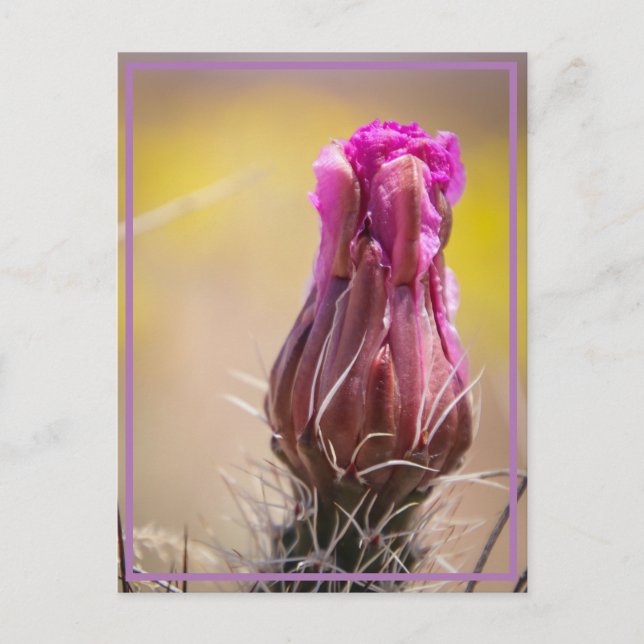 Desert-blogg Vykort (Framsida)