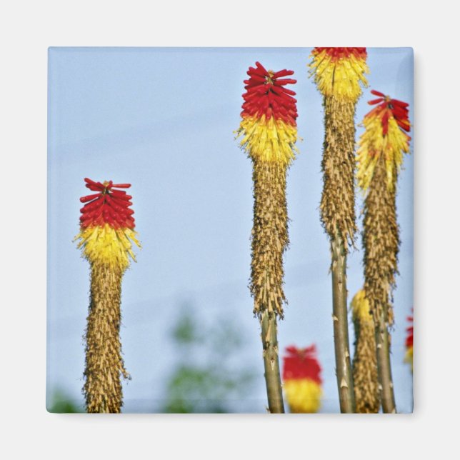 Desert bloom, utanför Phoenix, Arizona, USA fl. Magnet (Framsidan)