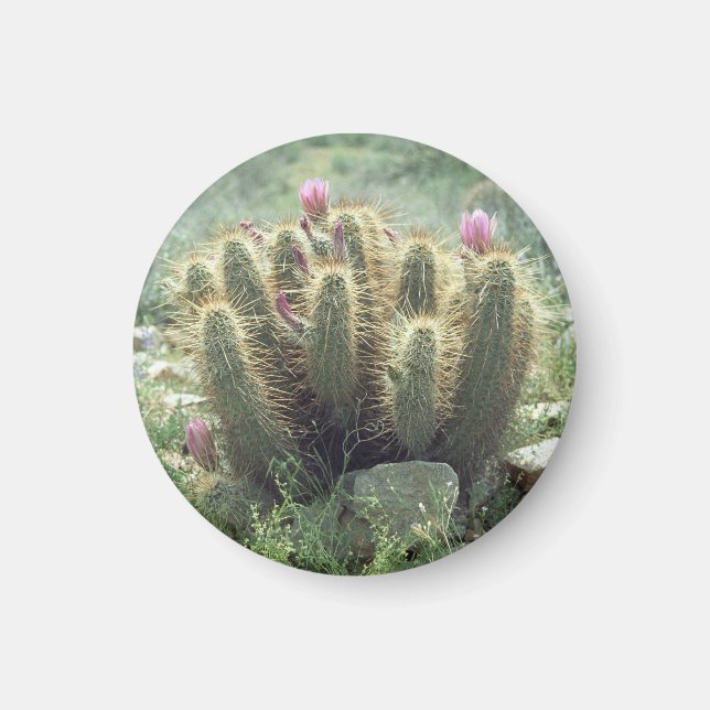 Desert Blooms Cactus Refrigerator Gift Magnet (Framsidan)