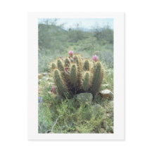 Desert Blooms Cactus Sonora Arizona Fotovykort