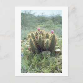 Desert Blooms Cactus Sonora Arizona Fotovykort Vykort