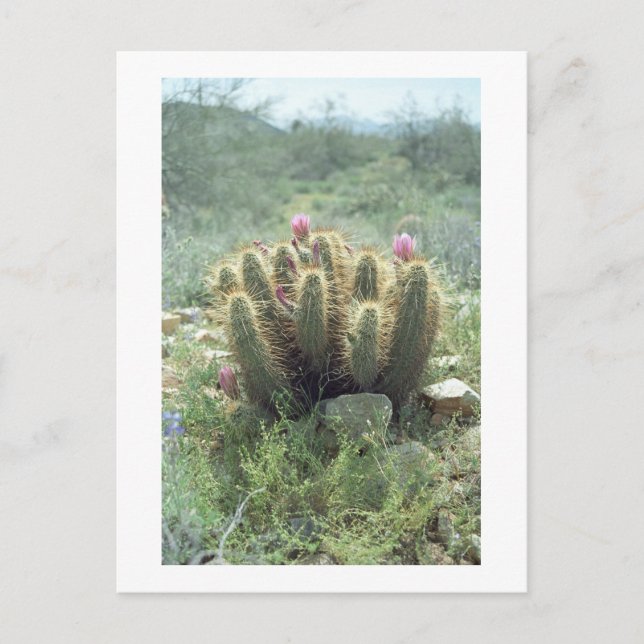 Desert Blooms Cactus Sonora Arizona Fotovykort Vykort (Framsida)