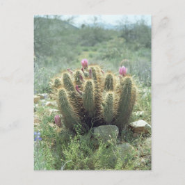 Desert Blooms Cactus Sonora Arizona Fotovykort Vykort