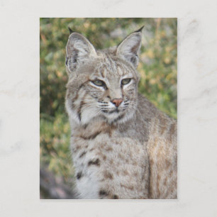 Desert Bobcat-vykort Vykort