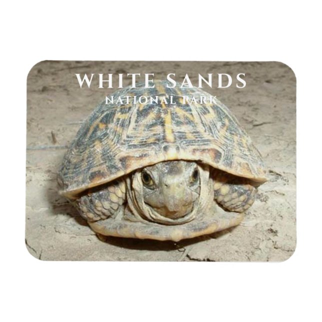 Desert Box Turtle White Sands nationalpark Magnet (Horisontell)