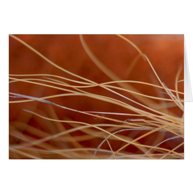 Desert Breeze Hälsningskort (Framsidan Horizontal)