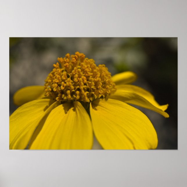 Desert Brittlebrush Blommar Poster (Framsidan)