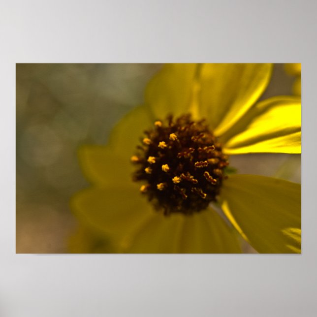 Desert Brittlebrush in Bloom Poster (Framsidan)