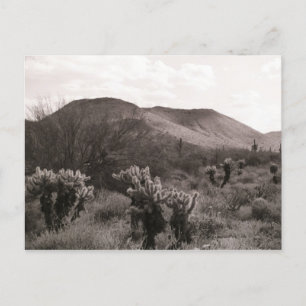 Desert Cacti Jumping Cholla B&W-fotovykort Vykort