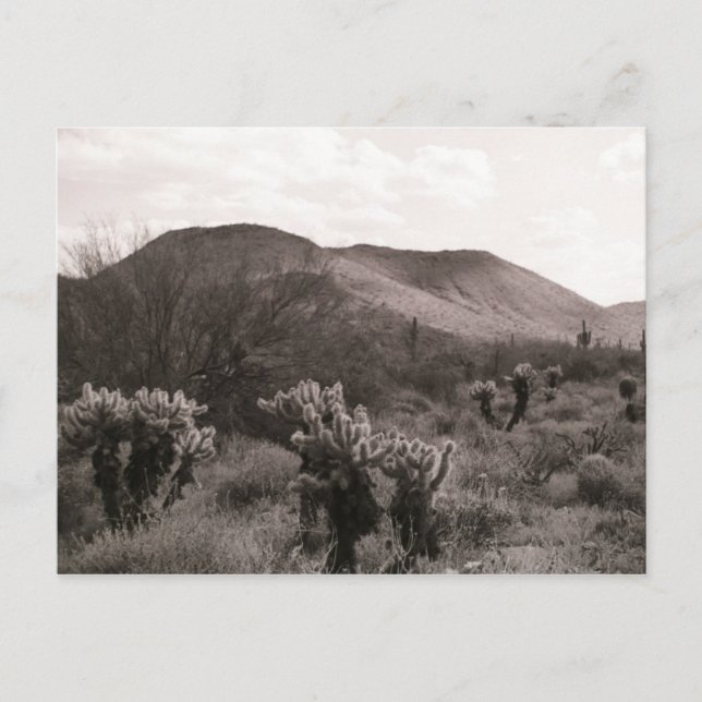 Desert Cacti Jumping Cholla B&W-fotovykort Vykort (Framsida)