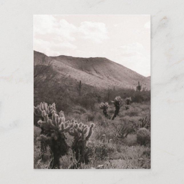 Desert Cacti Jumping Cholla B&W-fotovykort Vykort (Framsida)