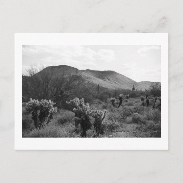 Desert Cacti Jumping Cholla B&W-fotovykort Vykort (Framsida)