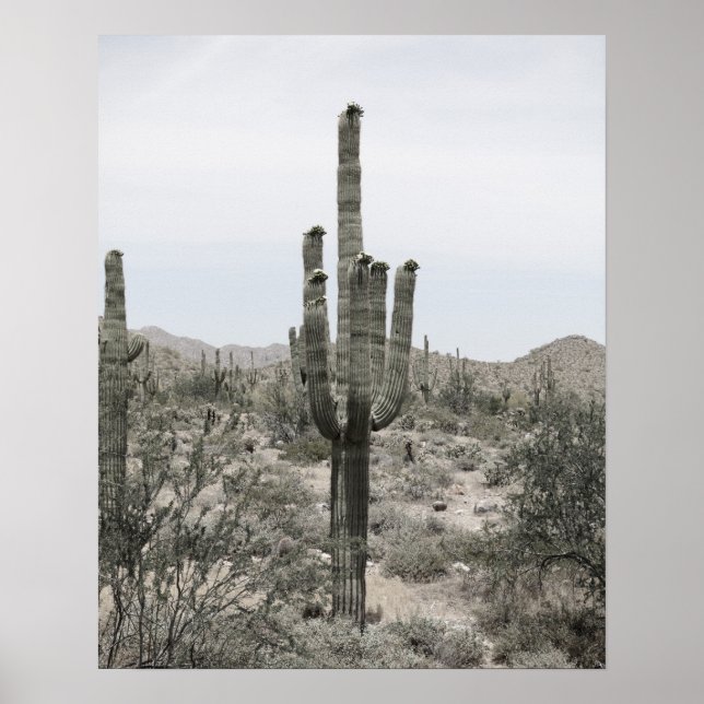 Desert Cactus 16x20 Poster dekorfärg för utskrift  (Framsidan)